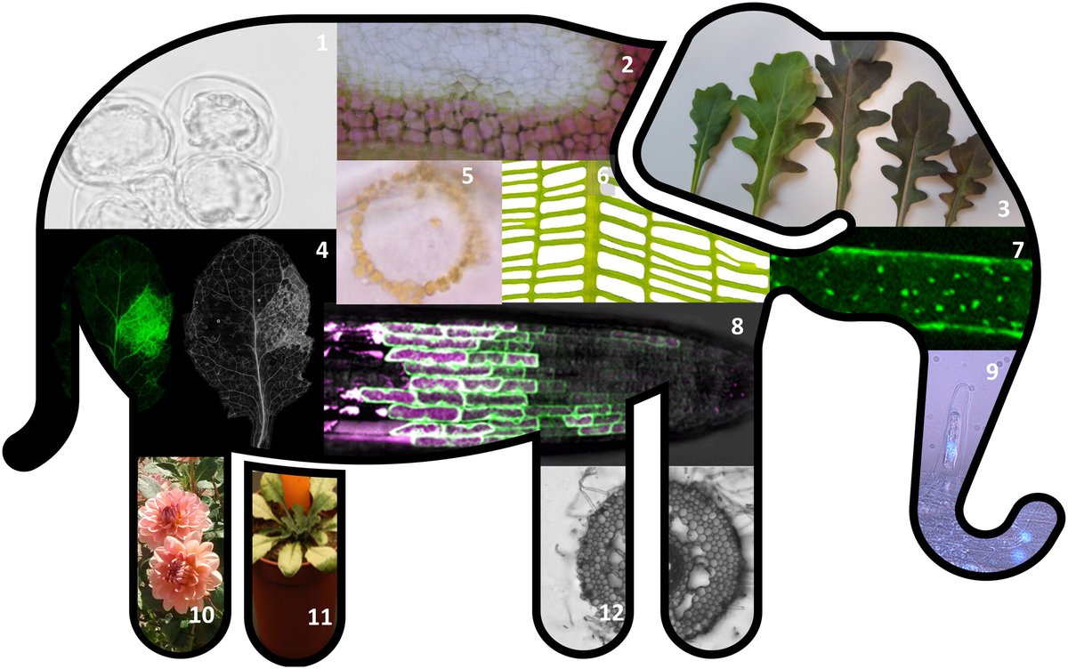 New Phytologist (@newphyt) on Twitter photo Roadmap for the next decade of plant programmed cell death research
Kacprzyk et al. <a href="/joanna_kacprzyk/">Joanna Kacprzyk</a> <a href="/NJBBrereton/">Nicholas Brereton</a> <a href="/bactodeath/">Coll & Valls Lab</a> <a href="/KKuchitsu/">Kazuyuki Kuchitsu/朽津 和幸</a> <a href="/MoritzNowack/">Moritz K. Nowack @moritznowack.bsky.social</a> <a href="/frbre/">Frank Van Breusegem Lab</a>
📖 ow.ly/lxKF50R3TyA Roadmap for the next decade of plant programmed cell death research
Kacprzyk et al. <a href="/joanna_kacprzyk/">Joanna Kacprzyk</a> <a href="/NJBBrereton/">Nicholas Brereton</a> <a href="/bactodeath/">Coll & Valls Lab</a> <a href="/KKuchitsu/">Kazuyuki Kuchitsu/朽津 和幸</a> <a href="/MoritzNowack/">Moritz K. Nowack @moritznowack.bsky.social</a> <a href="/frbre/">Frank Van Breusegem Lab</a>
📖 ow.ly/lxKF50R3TyA