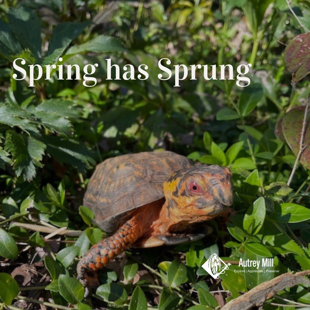 autreymill's tweet image. We love the Spring season at Autrey Mill. We welcome you to visit the Butterfly Garden! A staple of Autrey Mill's beauty. Visit the garden this season.