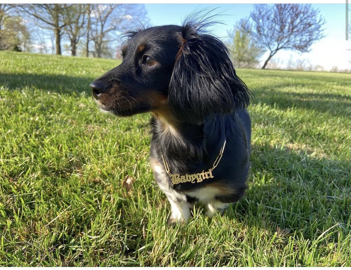MrsKaderbeck's tweet image. I typically don’t take these kinds of requests, but I could not say no to that adorable face. The color contrasts on the blanket are better in real life. I took this in my work break room that has the best lighting. #crochet #graphghan #dachsund #dachsie #nerdcrafts