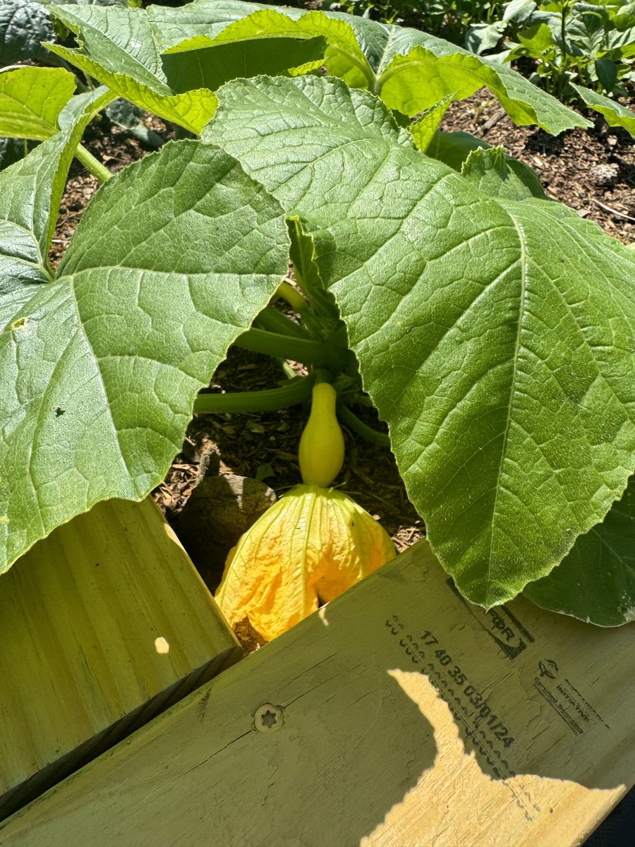 Squash blossoms have started …