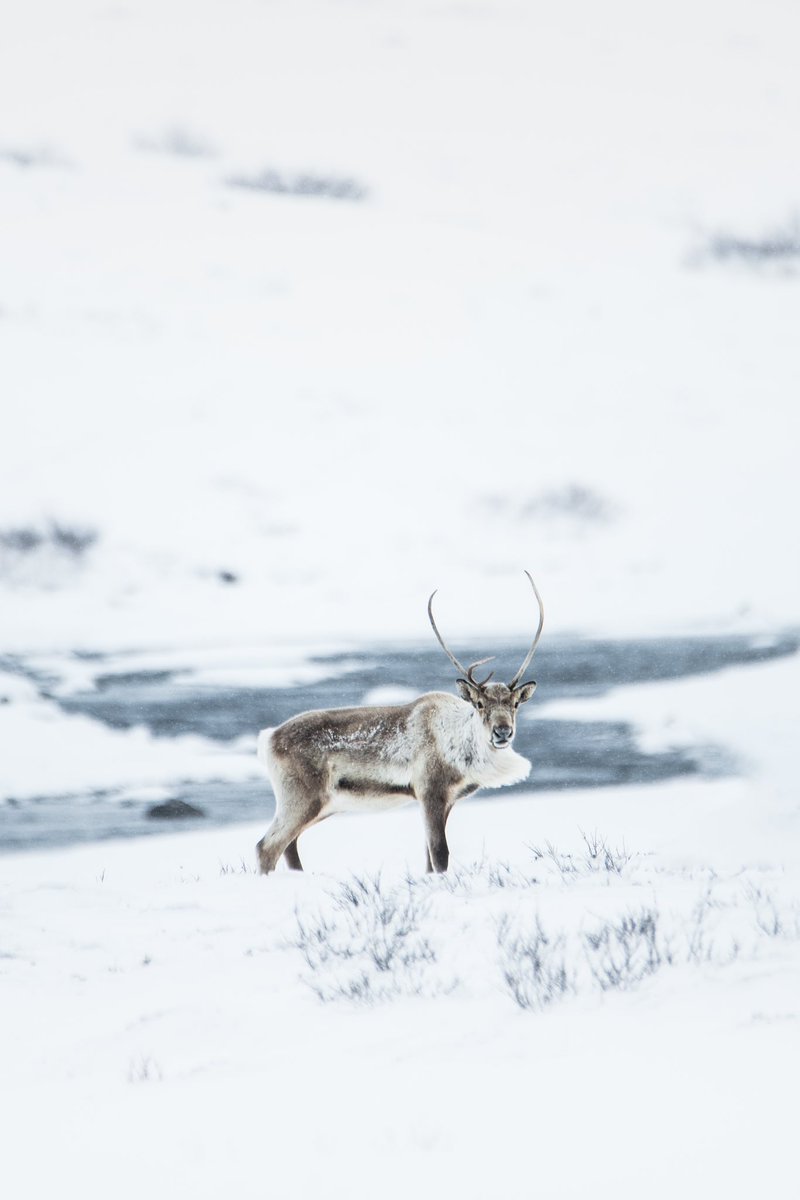 flowhofer's tweet photo. The elusive Reindeer of the east coast #Iceland https://t.co/E6TKlRKXPq