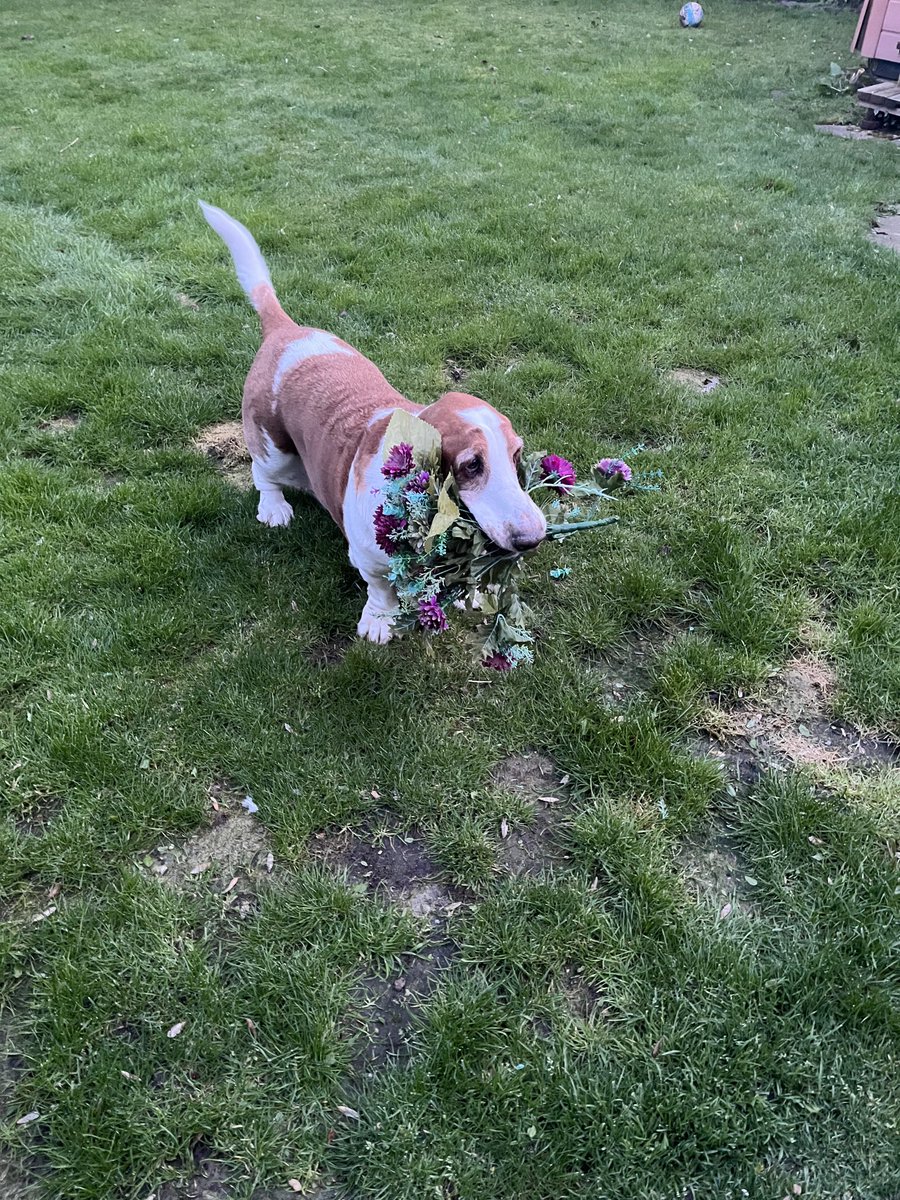 I’m going to assume that my pup Arthur stole the flowers to give to me - not to torment me. 😬