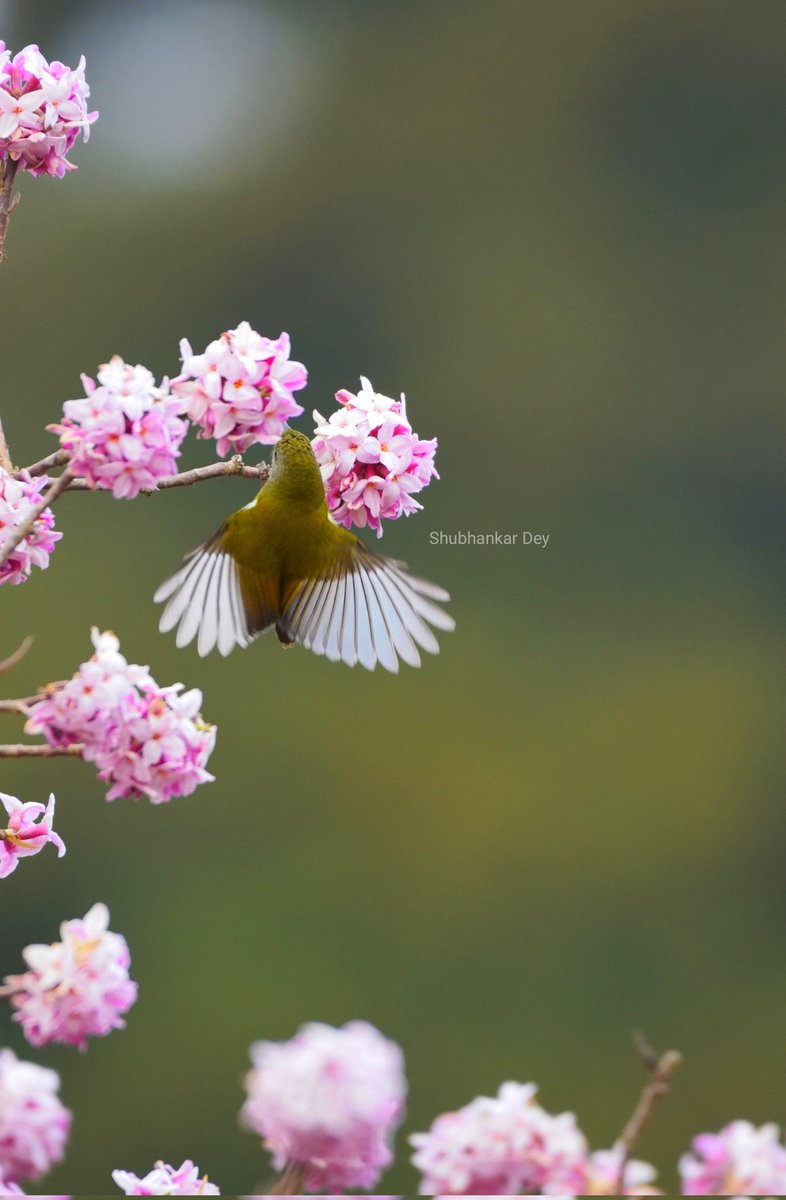 Green tailed sunbird (Female)
 #bbcearth #natgeowild  #natgeoyourshot #natgeotraveller #natgeotravellerindia  #incredibleindia  #dekhoapnadesh #earthinfocus #natgeoindia #birds #niffeature #dhotrey #WestBengal #singalilanationalpark #sanctuaryasia #greentailedsunbird #sunbird