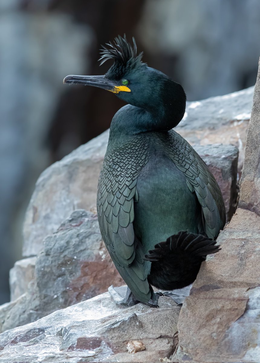 A Shag on its chosen ledge for the breeding season. Looking its best now with that crest.