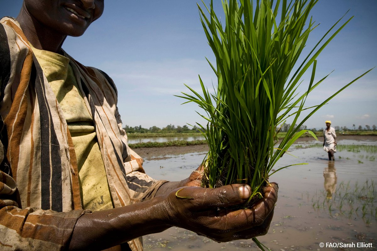 Agriculture, which accounts for 7⃣2⃣% of global freshwater withdrawals, is a key to lasting peace and stability. It ensures #FoodSecurity and sustains livelihoods, especially among the most vulnerable populations. #WaterAction