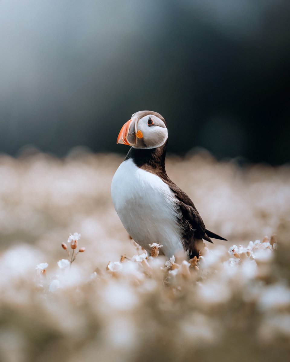 Could you BE any cuter? #puffin #wales