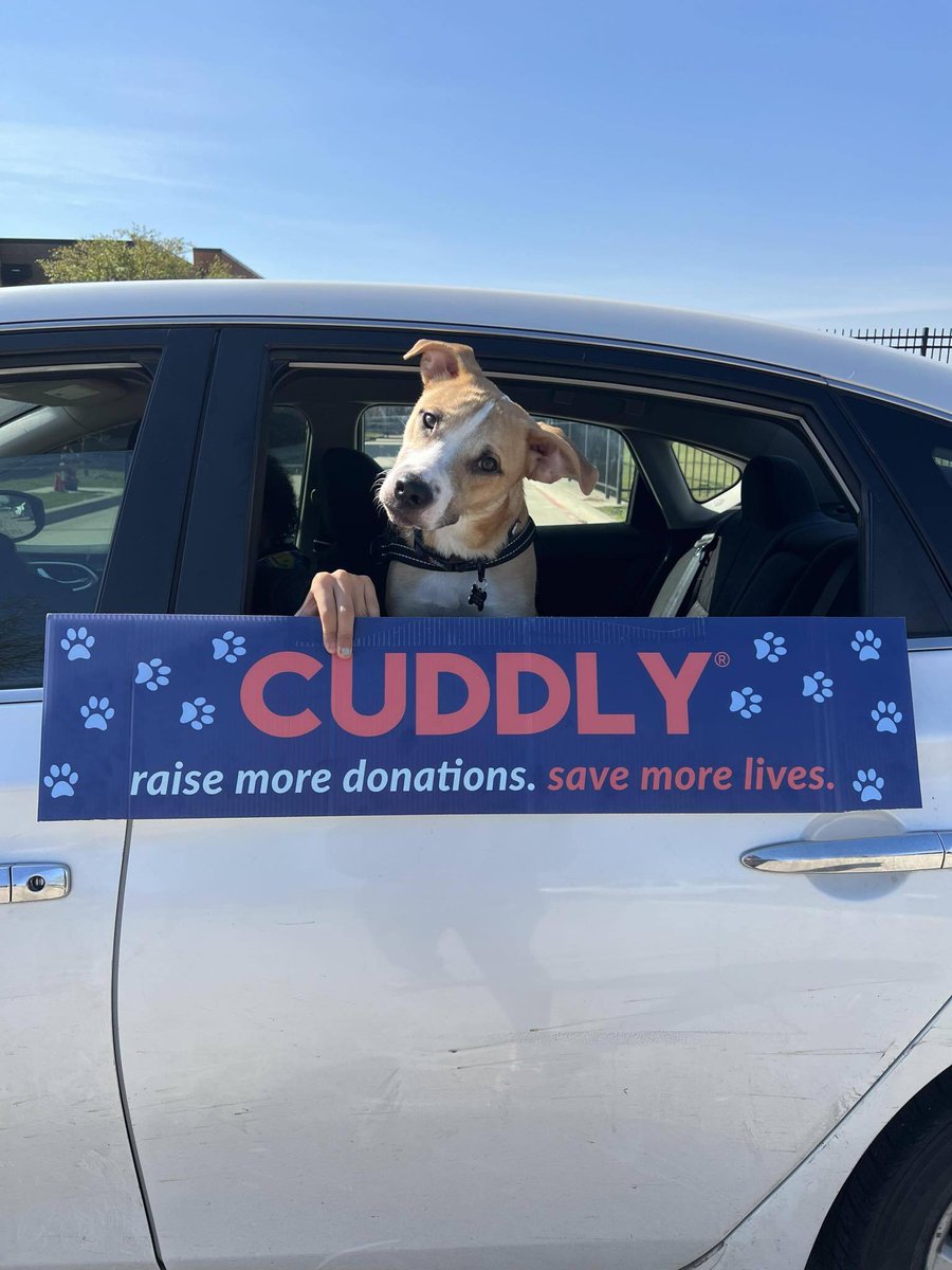 CUDDLY alongside @OpKindness, @DallasPetsAlive, @spcaoftexas, and @SpayNeuterNet hosted the first DFW Pets Are Family event of the year. The event made an impact on 652 pets (145 cats, 505 dogs, and 2 'other') and 293 families all thanks to #CUDDLYclub: bit.ly/3AaMWhd