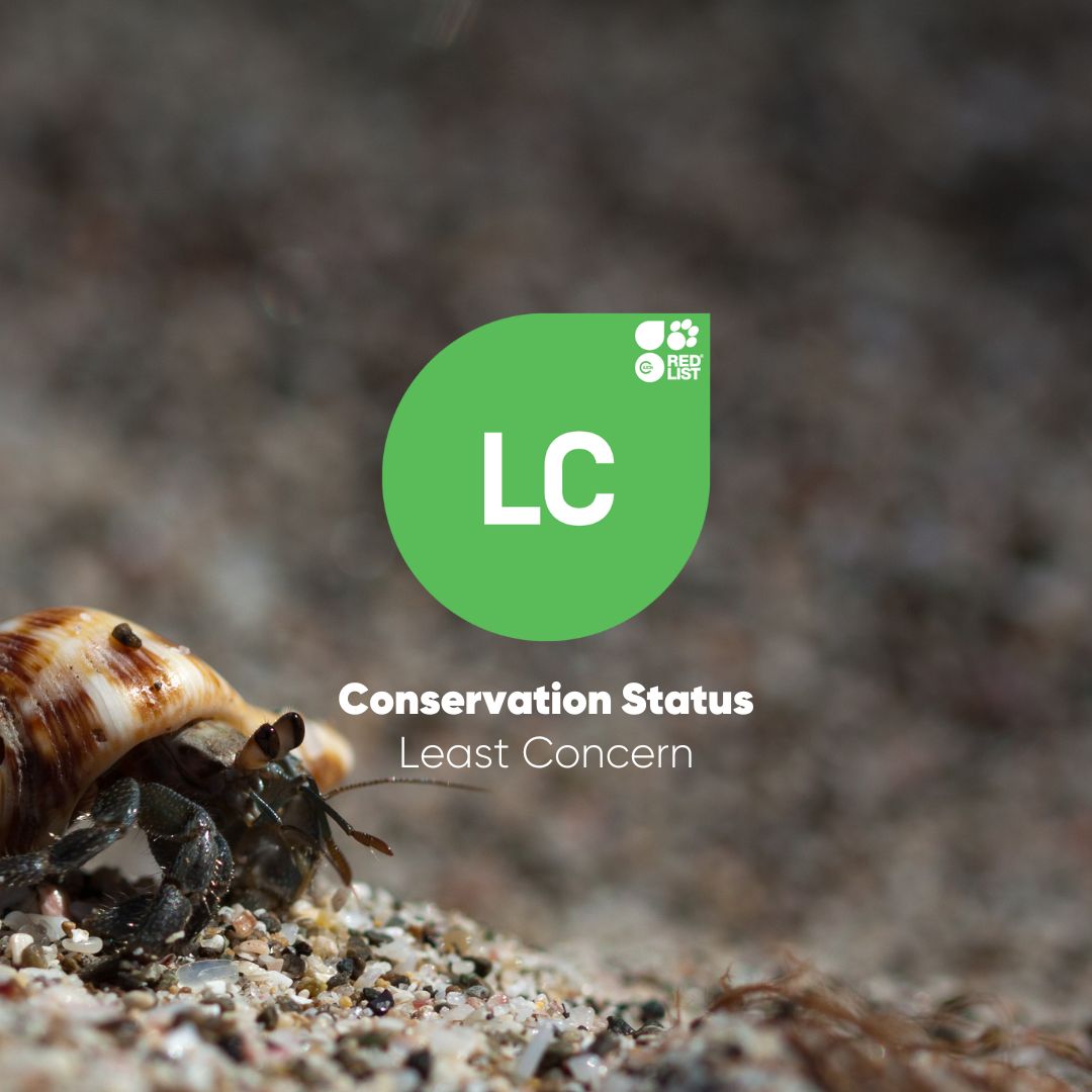 Happy #FishFactFriday everyone! We're ready to shell-ebrate Easter, so we thought we'd focus on yet another shelley species we have here at the NMA, the Common Hermit Crab!