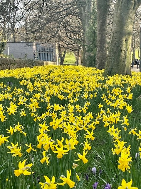 Art&CraftCollective (@artcraftcollect) on Twitter photo The last in our three Spring themed photographs is Edinburgh Yellow, Portsburgh Square by <a href="/kathryn/">Kathryn Gunty</a>.george.501
This signed print is available framed (£55.00) or unframed (£30.00).
#daffodilseason #springhassprung #artphotographyforsale #artgalleryedinburgh The last in our three Spring themed photographs is Edinburgh Yellow, Portsburgh Square by <a href="/kathryn/">Kathryn Gunty</a>.george.501
This signed print is available framed (£55.00) or unframed (£30.00).
#daffodilseason #springhassprung #artphotographyforsale #artgalleryedinburgh