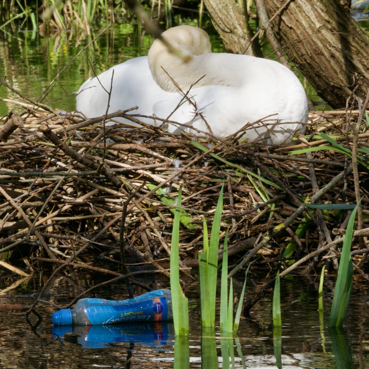 PUT YOUR LITTER IN THE BIN OR TAKE IT HOME, YOU SELFISH FUCKWITS. As seen along The Bulbourne #Berkhamsted this afternoon. There is a bin five metres from the swan nest. Take some pride in your environment. #LifesBetterByWater Click to view👇📷