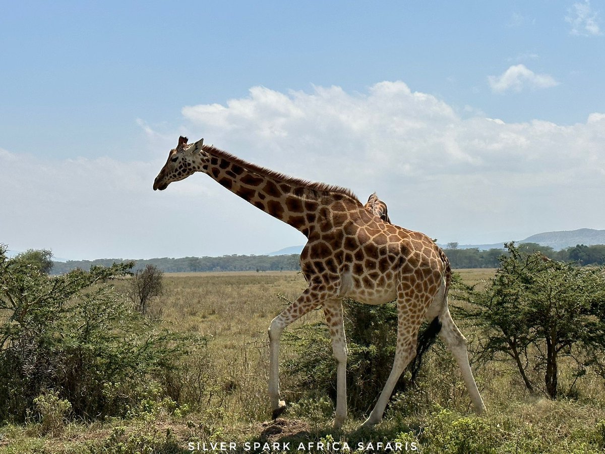 At Lake Nakuru National Park. The Giraffe  spotted fur coat is not much distinctive from the one behind!
📸: Giraffe 🦒 
#SilverSparkAfrica #Magicalkenya #maasaimara #wildebeestmigration #maasaimara #travelguides  #gamedrive #travel #traveling #gamedrives #Safaritours