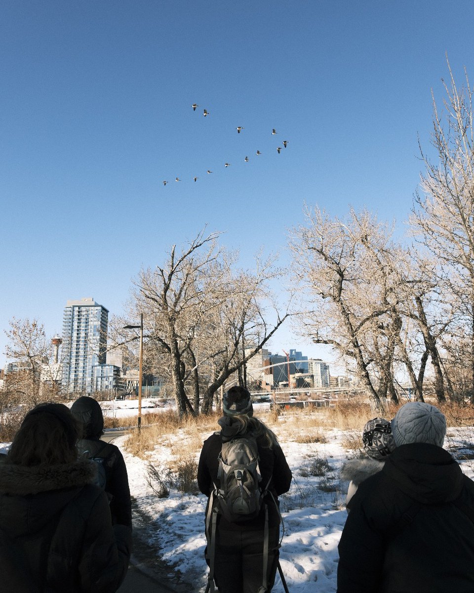 Celebrate Take a Walk in the Park Day with @NatureYYC and Run Calgary on March 30. Explore St. Patrick's Island, a 31-acre urban playground, your own way - walking, running, or birdwatching! Head to the link for more details: bit.ly/3PFcUDr 📸 @NatureYYC