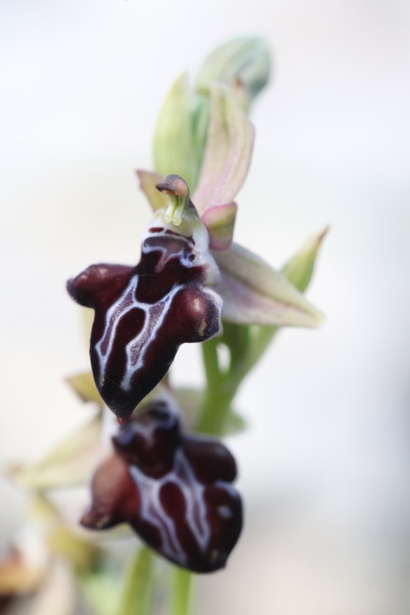 Good evening from Rhodes! 🇬🇷 Today marks the end of our first orchid tour of 2024 - delighted to have been asked to run this tour by the Orchid Conservation Alliance. We've repaid that trust with a truly stellar haul of 51 species/taxa.* *depending whether you Delforge or Kew😉