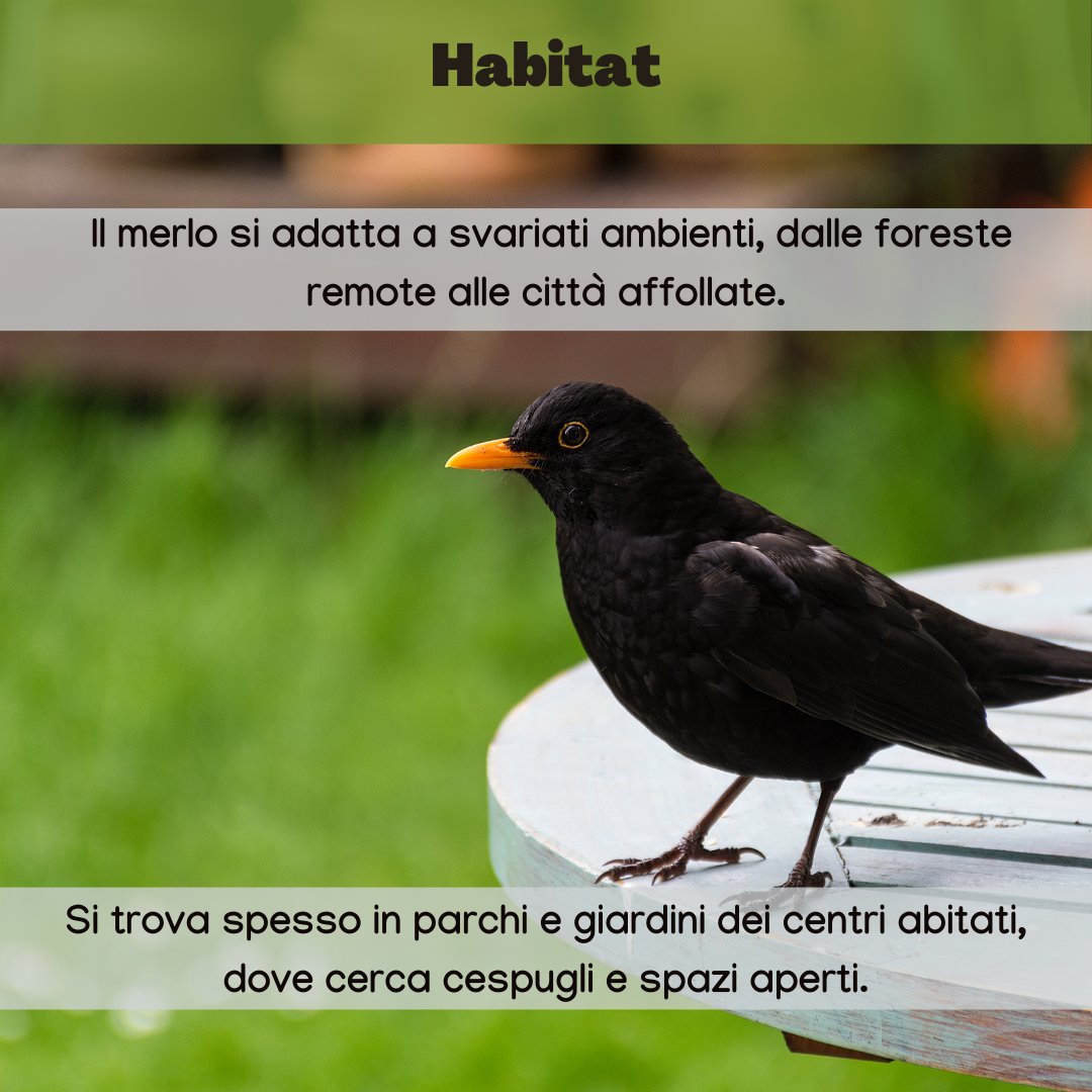 urbio_project's tweet photo. Oggi vi presentiamo l'uccello più avvistato nelle nostre città: il #merlo! 🐦🏙️
Grazie ai volontari per i loro avvistamenti. Partecipa anche tu al #monitoraggio 2024!
▶️ https://t.co/PxV59DKtRB
Ci trovate su:
• Instagram: @urbio_project
• LinkedIn 
• Facebook https://t.co/GmTa7IK43U