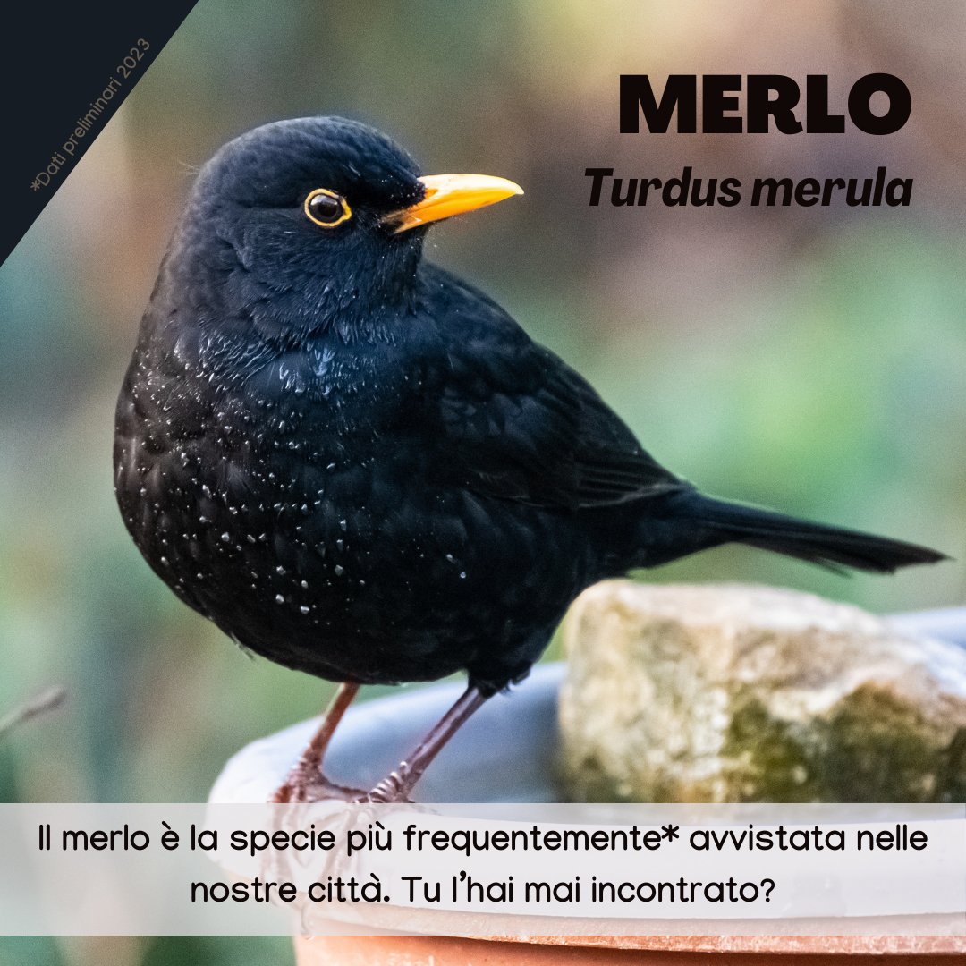 urbio_project's tweet photo. Oggi vi presentiamo l'uccello più avvistato nelle nostre città: il #merlo! 🐦🏙️
Grazie ai volontari per i loro avvistamenti. Partecipa anche tu al #monitoraggio 2024!
▶️ https://t.co/PxV59DKtRB
Ci trovate su:
• Instagram: @urbio_project
• LinkedIn 
• Facebook https://t.co/GmTa7IK43U
