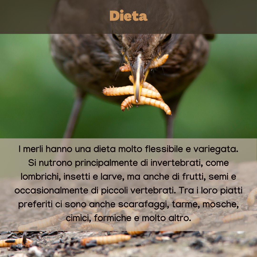 urbio_project's tweet photo. Oggi vi presentiamo l'uccello più avvistato nelle nostre città: il #merlo! 🐦🏙️
Grazie ai volontari per i loro avvistamenti. Partecipa anche tu al #monitoraggio 2024!
▶️ https://t.co/PxV59DKtRB
Ci trovate su:
• Instagram: @urbio_project
• LinkedIn 
• Facebook https://t.co/GmTa7IK43U