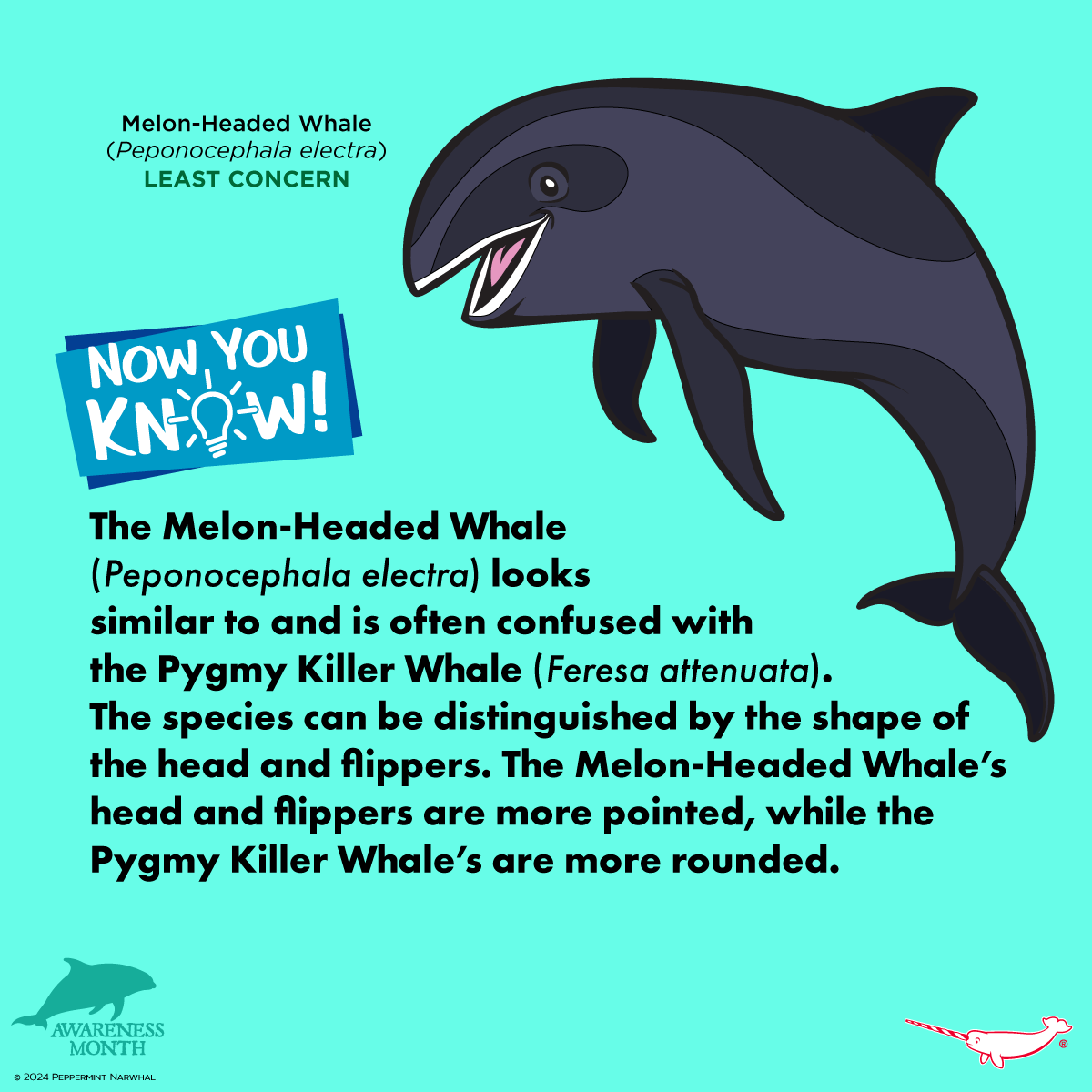 #NowYouKnow #MelonHeadedWhale #DolphinAwarenessMonth Dolphin Merch: peppermintnarwhal.com/s/search?q=dol… and for more great animal merch... Shop #PeppermintNarwhal: peppermintnarwhal.com #Peponocephala #DolphinAwareness #Dolphin