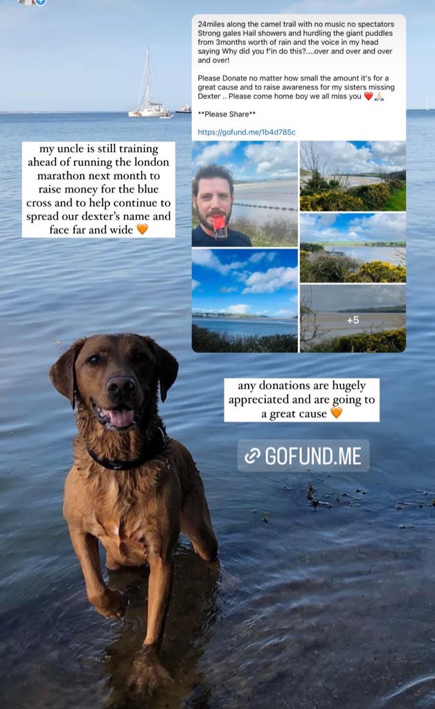 Still doing everything we can Dexter 🧡 gofund.me/1b4d785c #GetDexterHome #LondonMarathon2024 #LondonMarathon #PetTheftAwareness #Beyonce #DiddyDidIt #GodzillaxKongTheNewEmpire