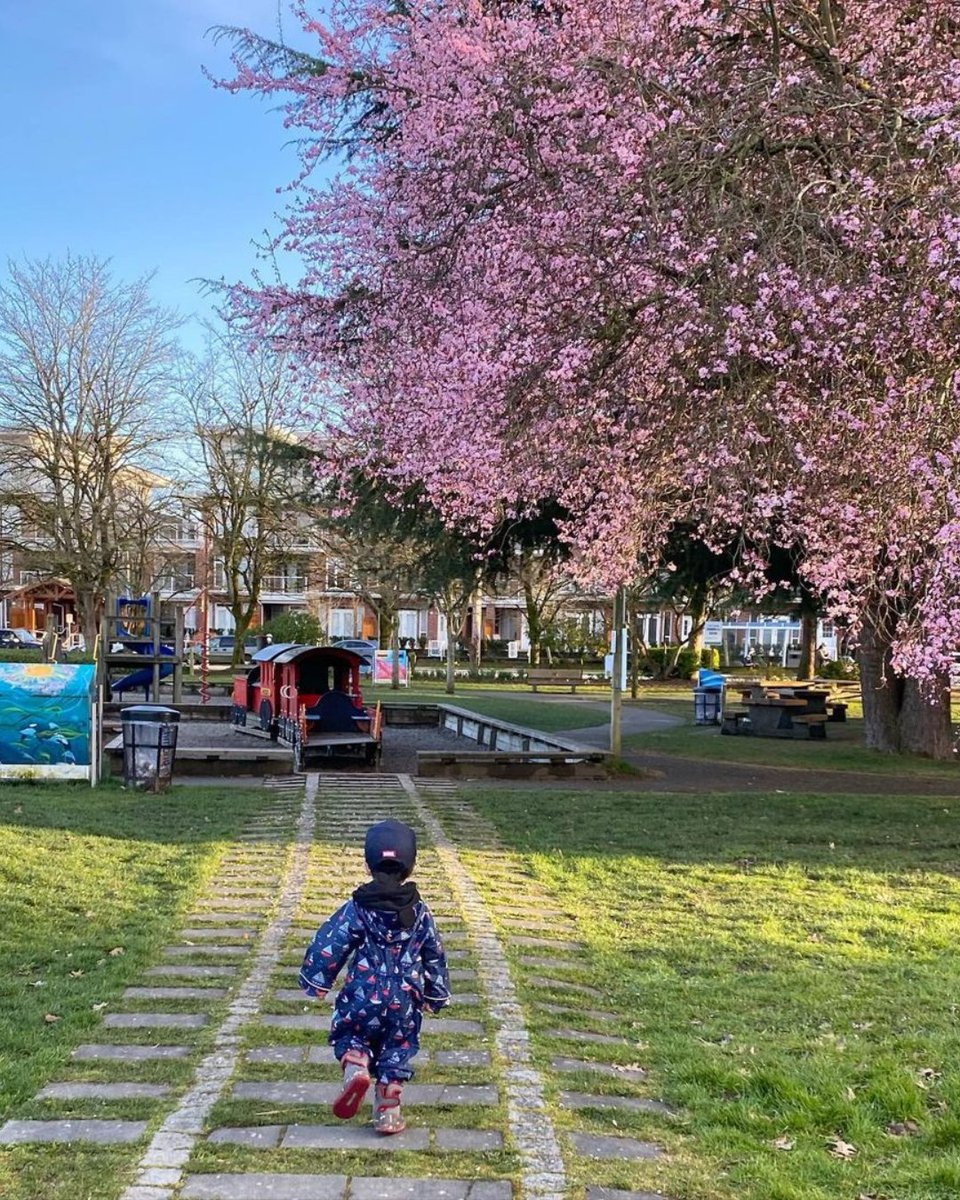 Discover #CherryBlossom magic at Steveston Community Park! 🌸🌳 Explore 30 acres with a vibrant playground, outdoor pool, and waterplay area. Perfect for a family day out! 📷: (ig)babylime_vc ⎮ #RichmondMoments