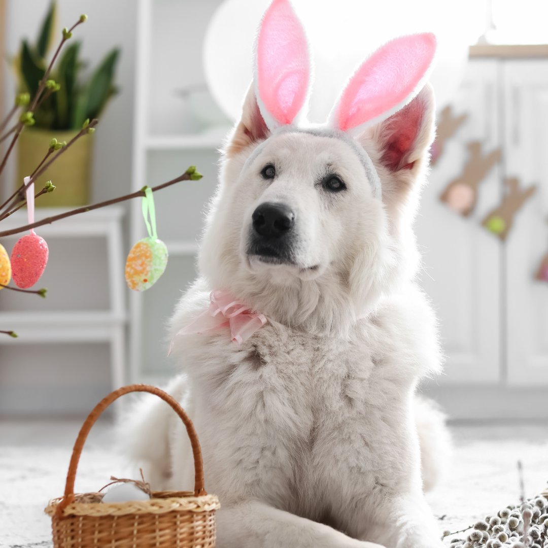 🐰🌷 Wishing everyone a hoppy Easter! We hope your weekend is filled with love, joy, and lots of chocolate! 🐣🥚 #EasterWeekend #HappyEaster 🌼🐇