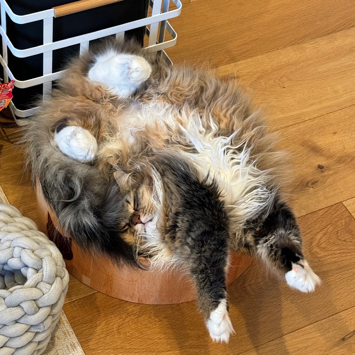 aeyakovenko's tweet image. Forgot how to cat