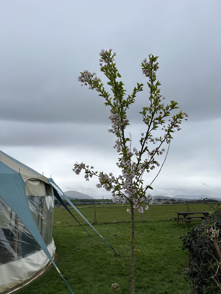 Our Japanese flowering Sakura Cherry Tree is the first to blossom again this year, looking striking against the backdrop of snowy Snowdonia 😍 This beautiful tree symbolises a celebration of the close and long-standing relationship between North Wales & Japan 🇯🇵 🏴󠁧󠁢󠁷󠁬󠁳󠁿@jjjj86 @NWTBiz