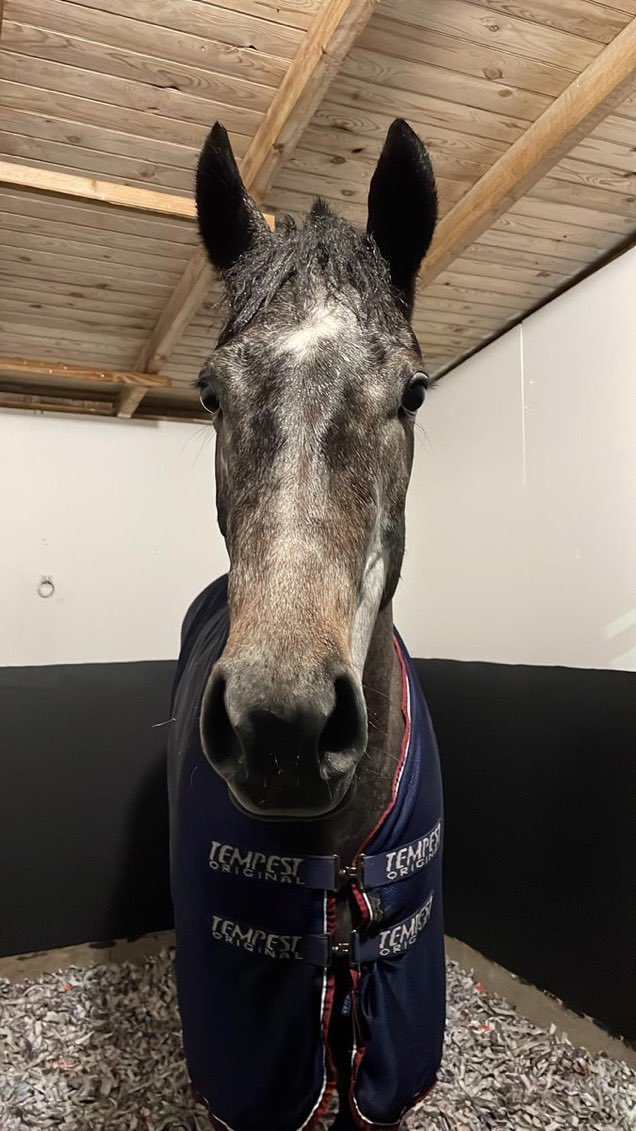 👏🏼What a great concept @awchamps @arenaracingco for owners ENOLA GREY finishes 4th and collects £45,000 (on top of the £10,000 December prize) for @markomagnifico Craggwood Racing and @GemmaTutty 🍾🥂 🐴Purchased for 10k from @Tattersalls1766 HIT SALES