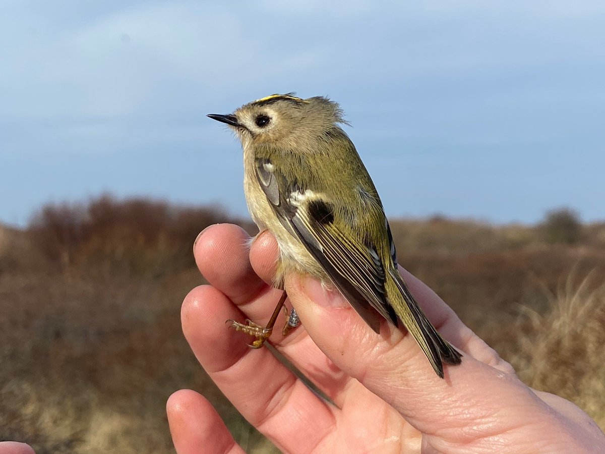 Yesterday morning 219 Goldcrests (Fuglekonge) were ringed at Kabeltromlen! 🤩 We also had 6 recaptures, one of which (pictured) came all the way from The Netherlands! 🇳🇱

#goldcrest #fuglekonge #birdking #birdobservatory #skagenfuglestation #skagen #denmark #birds #regulusregulus
