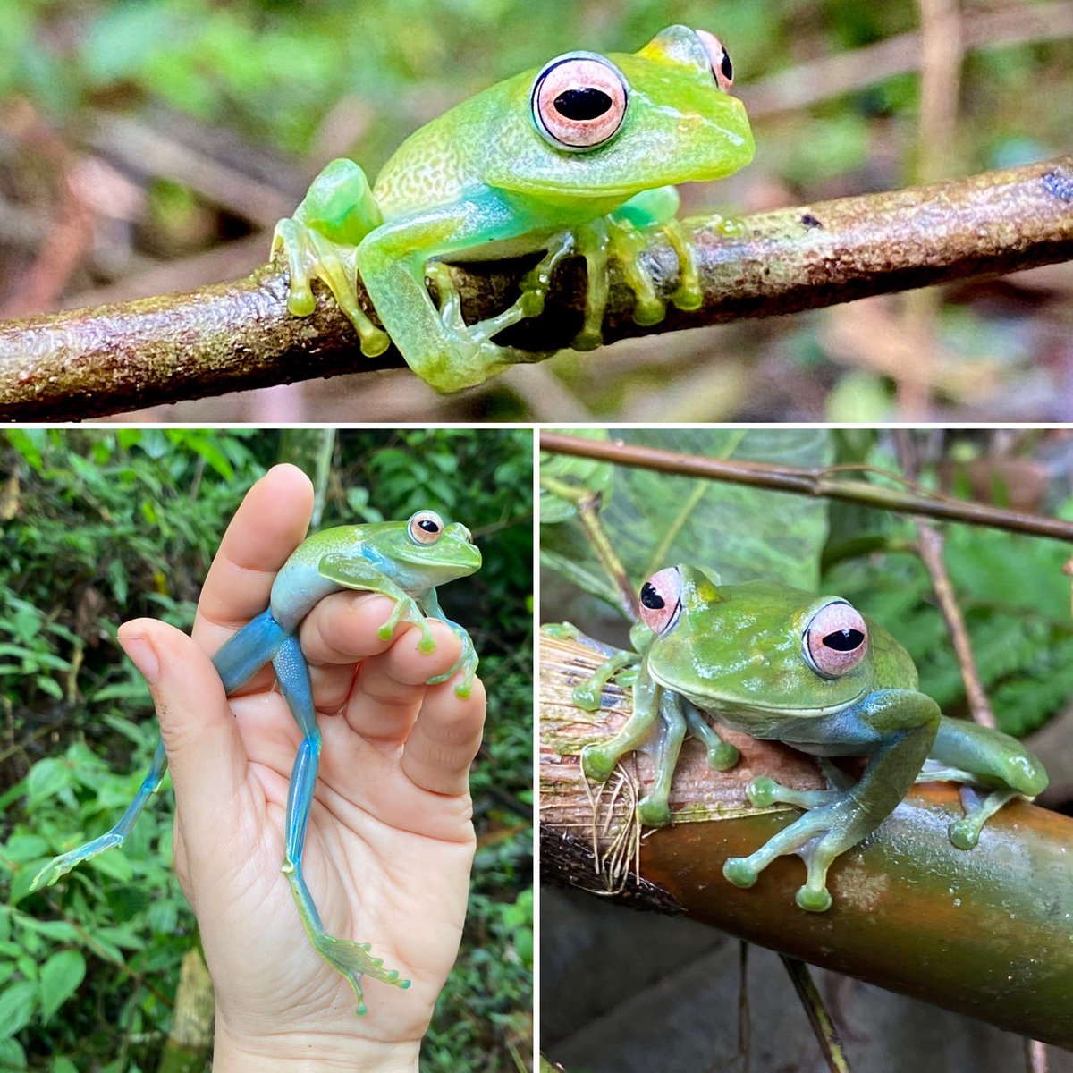 Check out the legs on this Boophis! (Male top, female bottom two pics)