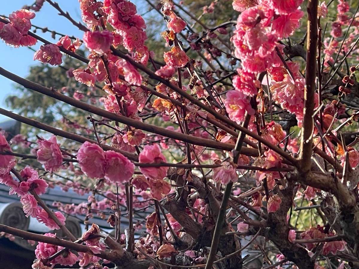 Notyetlanguage's tweet image. #ハッピーイースター！#부활절 잘 보내세요! #复活节快乐 Sretan #Uskrs! Happy #Easter! Joyeuses #Pâques ! Buona #Pasqua! ¡Felices #Pascuas! Feliz #Páscoa ! Frohe #Ostern! С праздником #Пасхи! ©Photos by Enbe Language School, Japan, March 2024