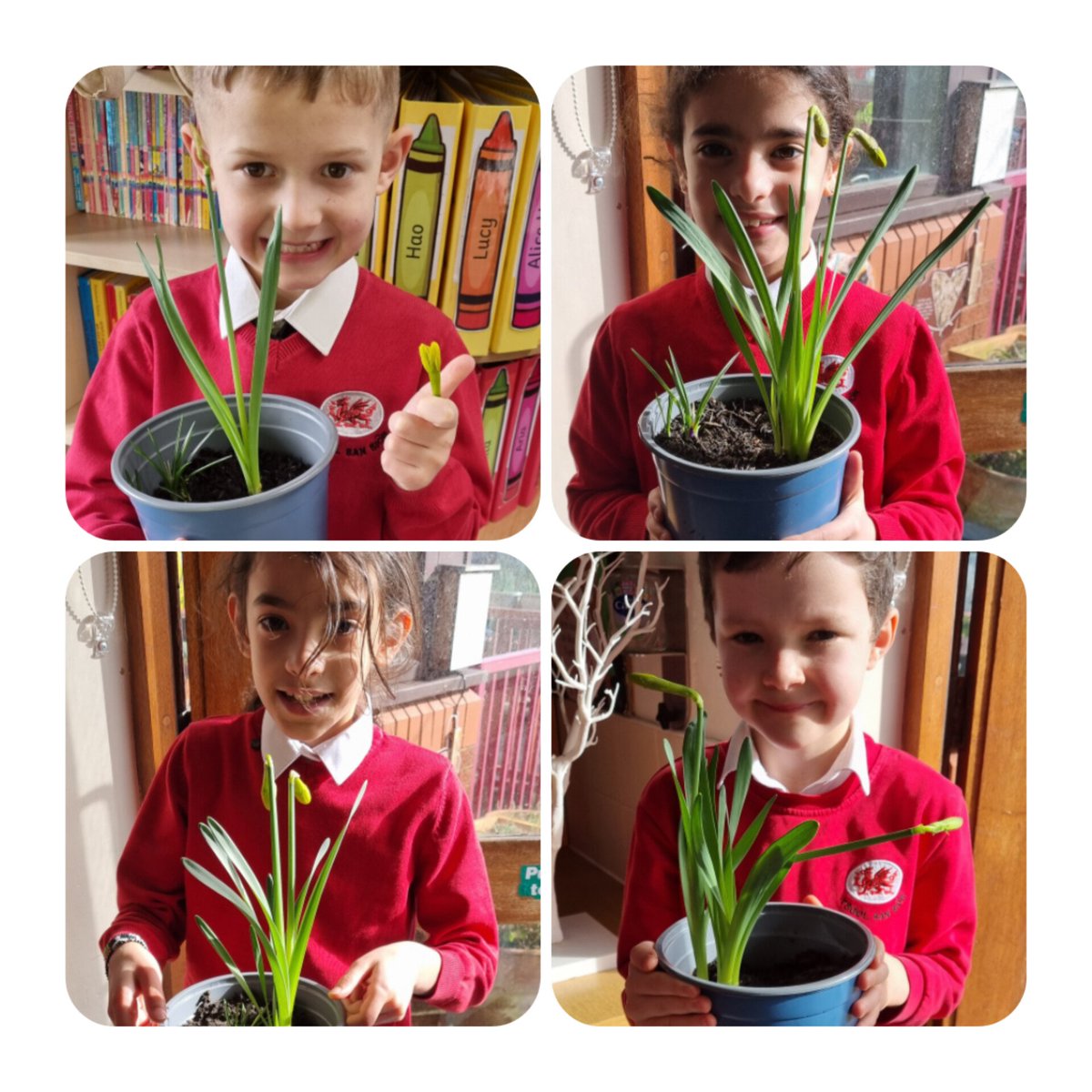 All the data from Dosbarth Haulfre has been inputted. Not all of us had our bulbs flower but we all enjoyed participating in the project. We hope our data is useful to @Professor_Plant #DosbarthHaulfre #SpringBulbProject #BulbBuddies #EdinaTrust