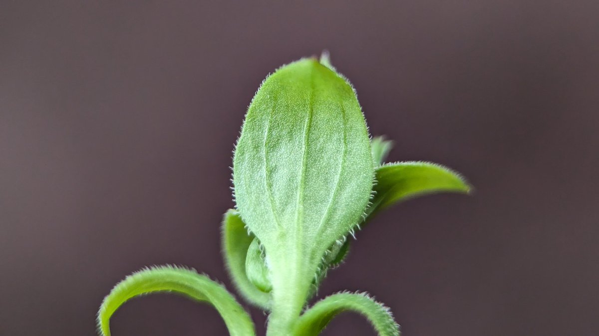 Three-nerved Sandwort (Moehringia trinervia) from a sandy woodland edge at Shrawley Woods this afternoon. Sepals longer than petals, petals entire - not bifid like Stellaria media. Leaves nicely displaying three prominent veins on the lower surface. #Caryophyllaceae #VC37