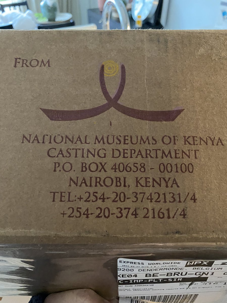 DeGrooteI's tweet photo. Great way to start the Easter weekend. @ArcheOsUgent lab moved to new location and new casts from Kenya museum were delivered today! https://t.co/IquhWEqI2O