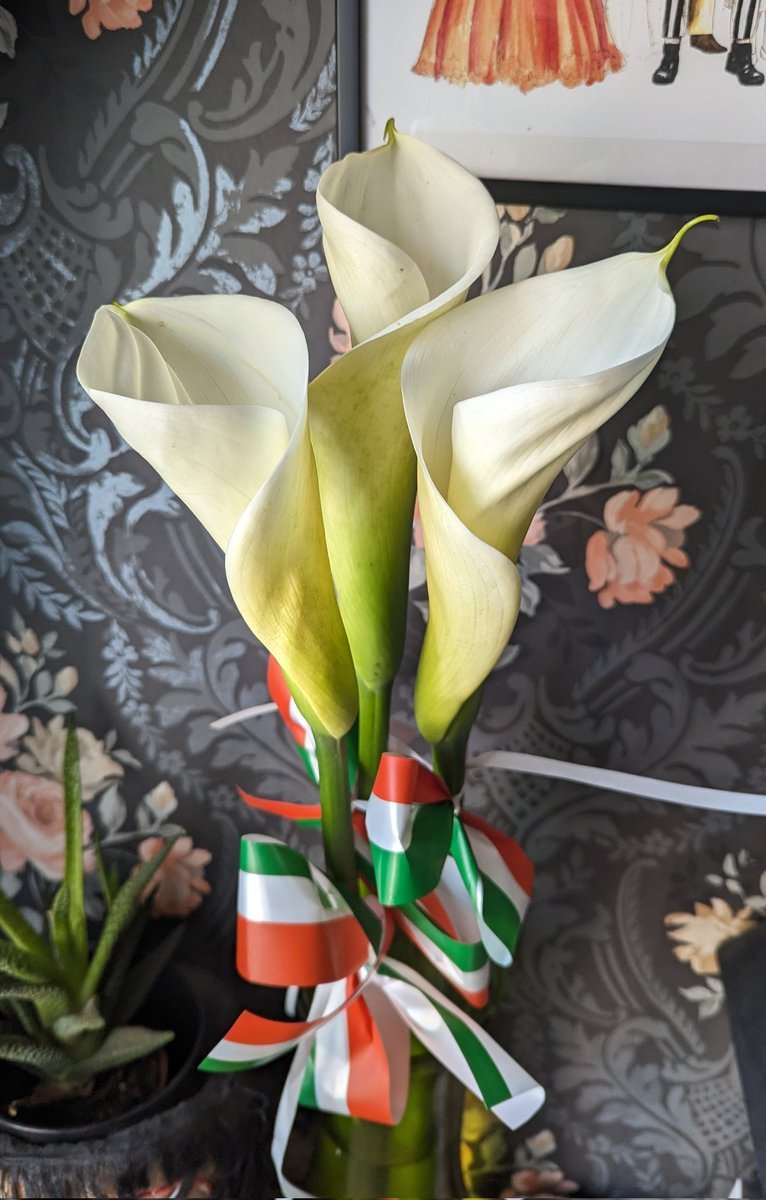 Festive Irish Lady 🎄💚🤍🧡🇵🇸🎅 tweet media