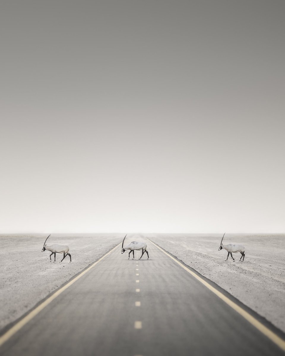 A 'perfect timing' shot of a few endangered Arabian oryx crossing the road by Dan Newton 👏🛣️🚸 A little backstory from Dan on this shot: 'It was a tranquil sight, the animals moving in perfect harmony, creating a moment of exquisite symmetry. With a quick pause to compose