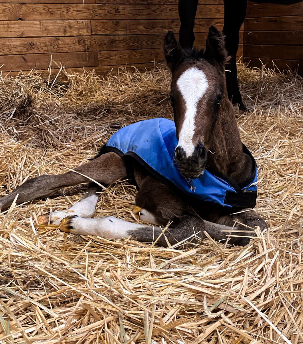 It’s another #FlashyFoalFriday at @IrishHillFarm  #nybred #motown @nytbreeders @coolmoreamerica