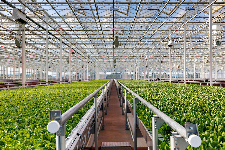 The farmgate value of greenhouse vegetable production is 36% of the approximately $6B of Canadian horticultural produce. Currently, lettuce is a small slice of the greenhouse vegetable sector, but it’s well positioned for rapid growth. @ONgreenhouseVeg thegrower.org/news/green-lig…