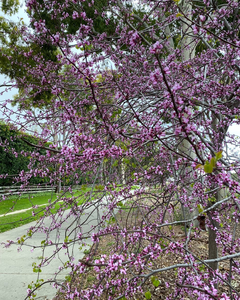 Signs of spring in Ventura, California.
