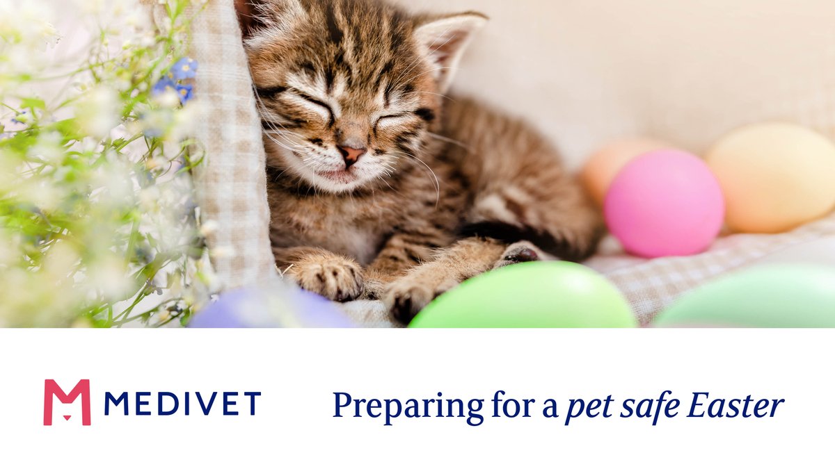 It's important to keep your pets away from Easter treats, especially chocolate as this is highly toxic. Make sure you always call your vet immediately if you suspect your pet has eaten chocolate. For more advice read here: bit.ly/3TJK1Hs