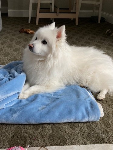 Since my leg is sore, Mom put my favorite blanket on the floor where I could lay and look out the door. Now, I just hope Mia doesn't jump on my head. @OrchestraDog @NeddyofNeddyton @parsleysmum @JBUK2020 @TashaSpunSugar @AngelMocha12 @Ted1Inquisitive @gucci_pooh @pacer_t