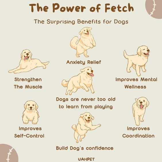 titanspetpk's tweet image. Unleash the power of fetch for your pup&apos;s health and happiness! 🐾 #FetchFun