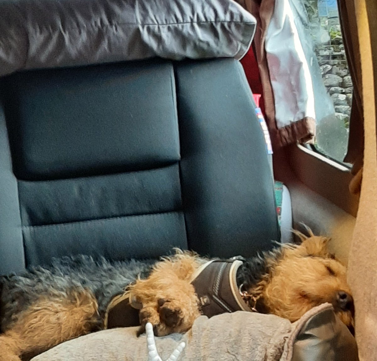 At last Sid has dropped off after being far too giddy about being on his holidays #campervanadventures #lakelandterriers