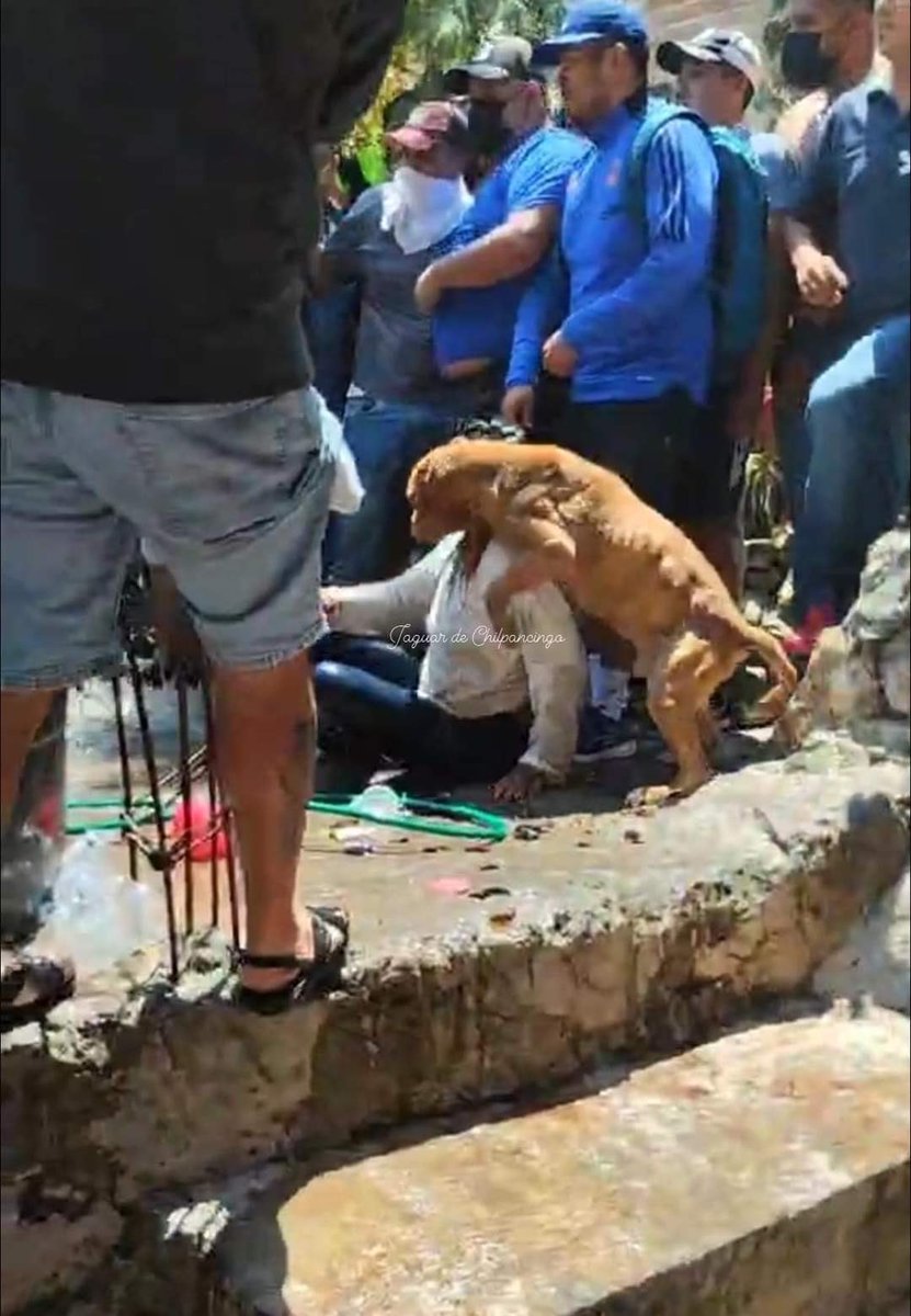 cincombc's tweet photo. Perrito protegiendo a la asesina de #Camila pues el no entiende porque la gente está golpeando a su dueña.

"El perrito solo entiende de amor y de que debe proteger a su dueña, el no entiende que Ana Rosa asesinó a una niña."

#JusticiaParaCamila https://t.co/OJGEoBcGV6