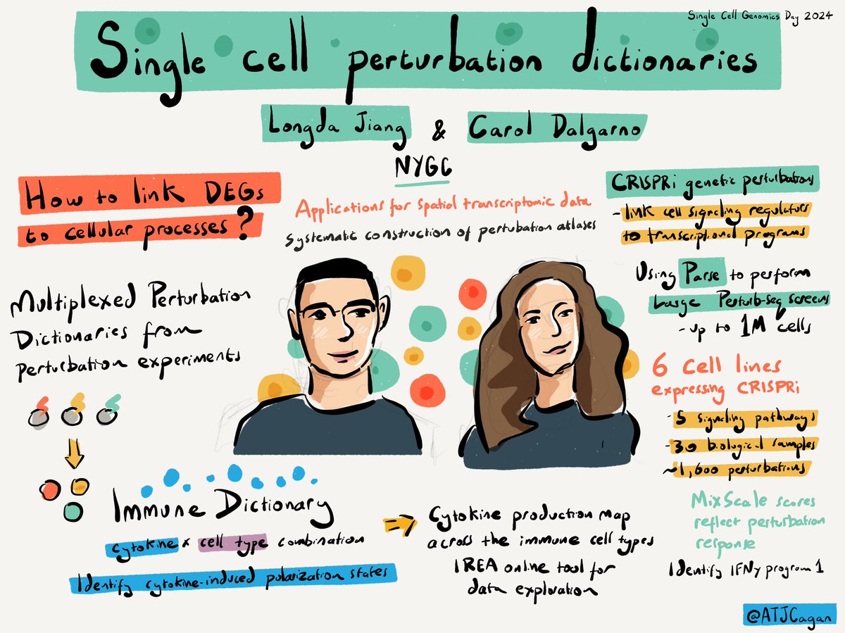 Talk by Longda Jiang and Carol Dalgarno on single cell perturbation dictionaries #singlecellgenomicsday