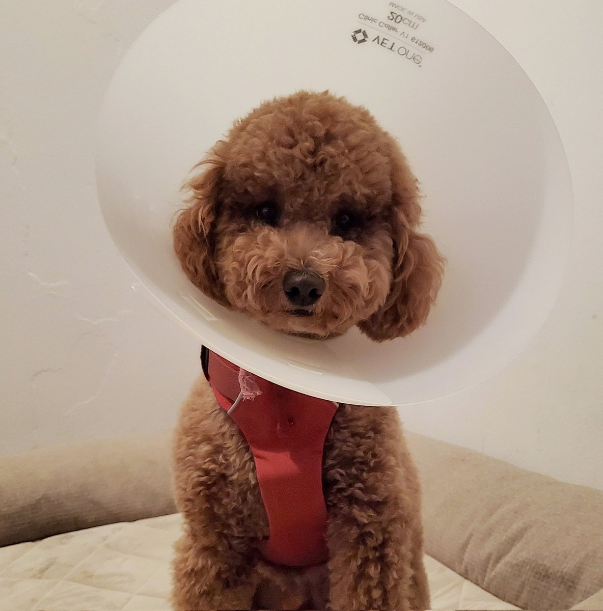 My boy parts were removed without my permission 😠 Now I'm wearing this satellite dish on my head 😤 I've been told this has been done for my best benefit 🤔 #dogsofx #goldendoodle #dogsoftwitter
