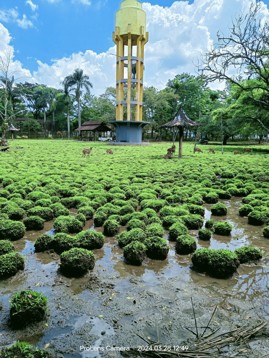 psyeilendra's tweet photo. Taman Rusa (Bandung) https://t.co/J6HaMfVuEK