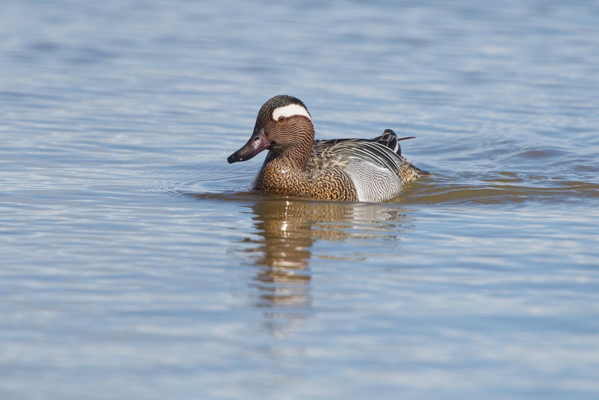 Have spent the last few years missing the odd showy drake Garganeys we tend to get around this time, not today!! The Robbie Garnett bird being incredibly busy throughout the morning offering a very different look to what is usually an incredibly elusive duck #GlosBirds