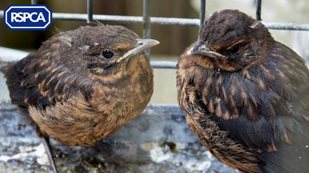 With Easter just around the corner, it's important that we shine a light on fledglings that are now beginning to appear🐣 Mother birds are able to take much better care of their babies than we can, do you know at what point to intervene? Read our advice: bit.ly/498VS7o