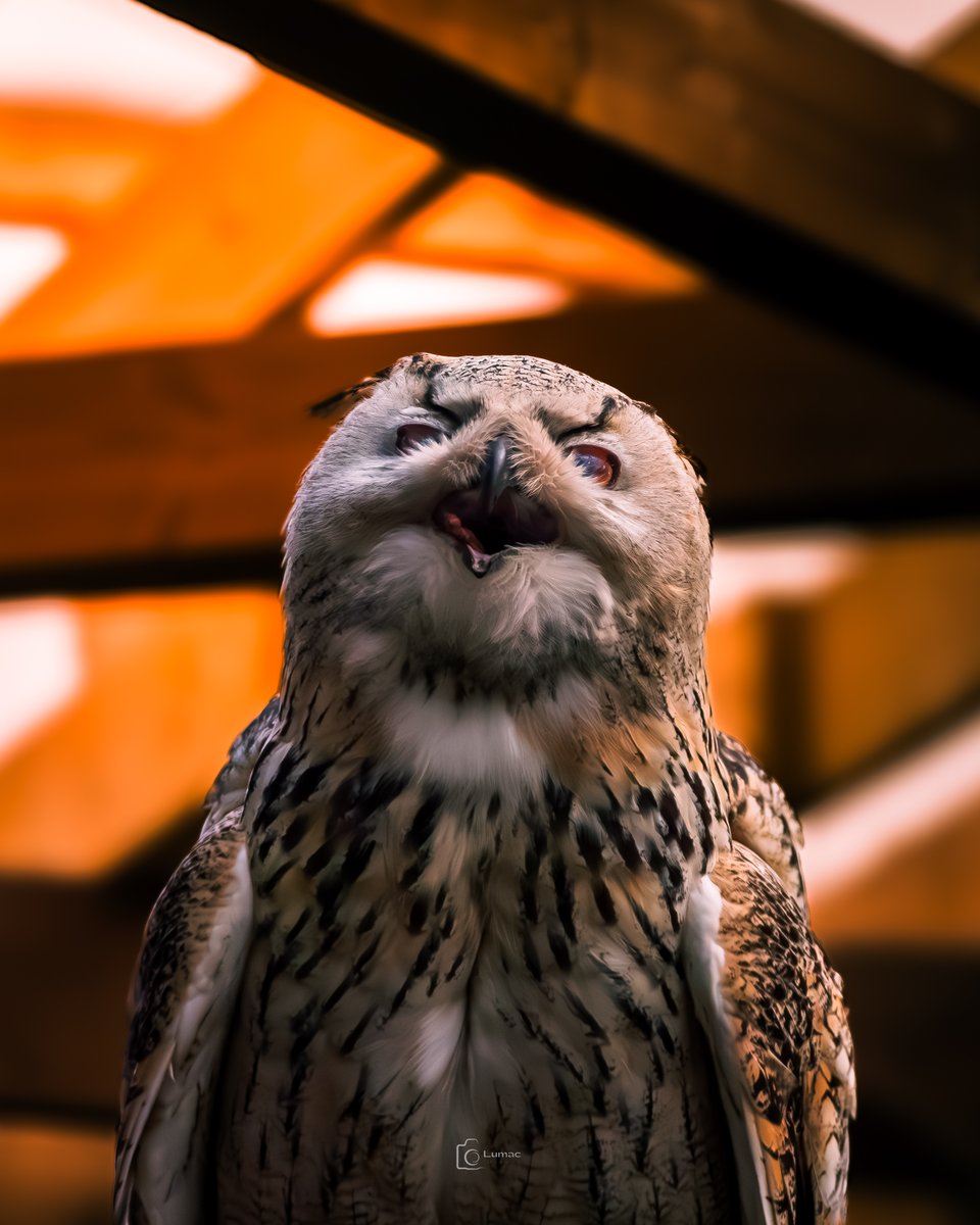 What about a wee smile peeps? Its Friday 😉 and weekend for most of You :)
#EagleOwl #Nature #Photography