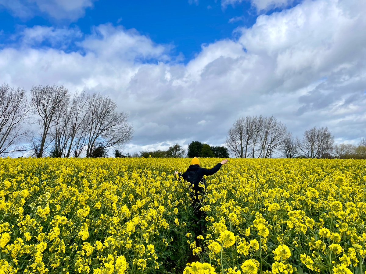 LizAtkin's tweet photo. 10km walk today took us through the rapeseed fields we have seen from the train for the last 3 years 💛💛💛#publicfootpath #rapeseed #rapeseedfield #walkingformentalhealth #slowdown #kent #walkingforgrief https://t.co/brUciggTB7